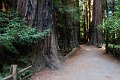 20131015-Redwoods-0011